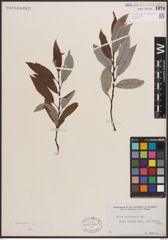 Foto von Salix discolor Muhl.